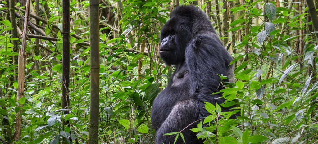 Volcanoes-National-Park-Ecotourism-Safari