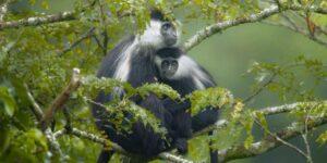 nyungwe-forest-national-park