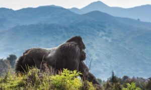 gorilla_in-rwanda_volcano_national_park