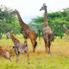 Gerreafe_Akagera_national_park